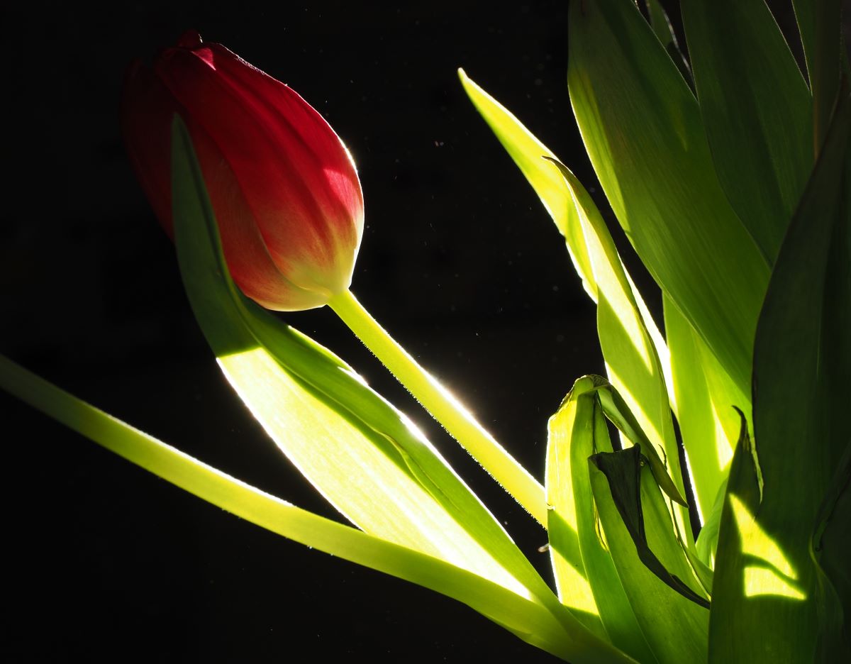 Tulp